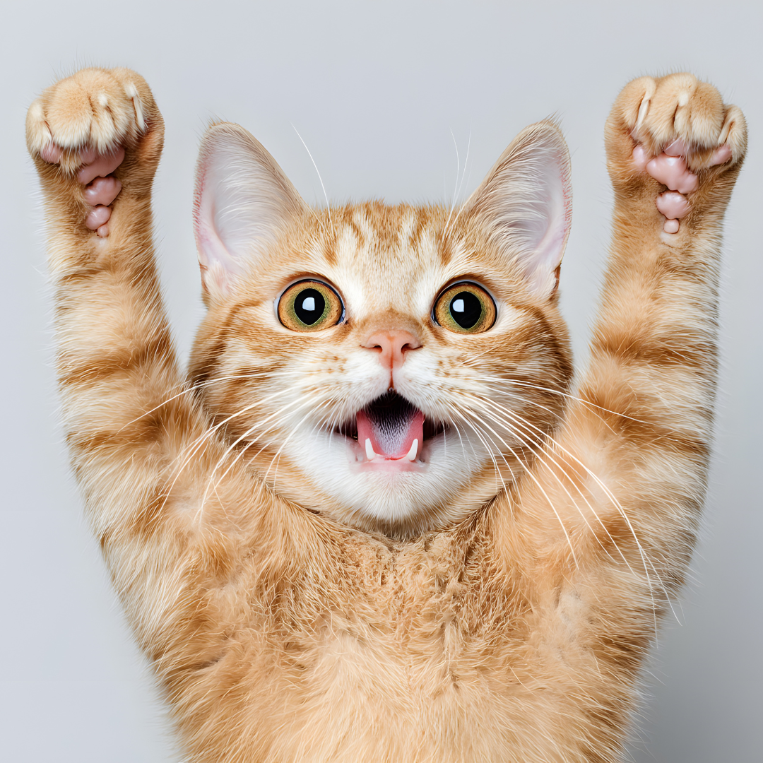 Cat Myths We Need to Stop Believing (Part I)