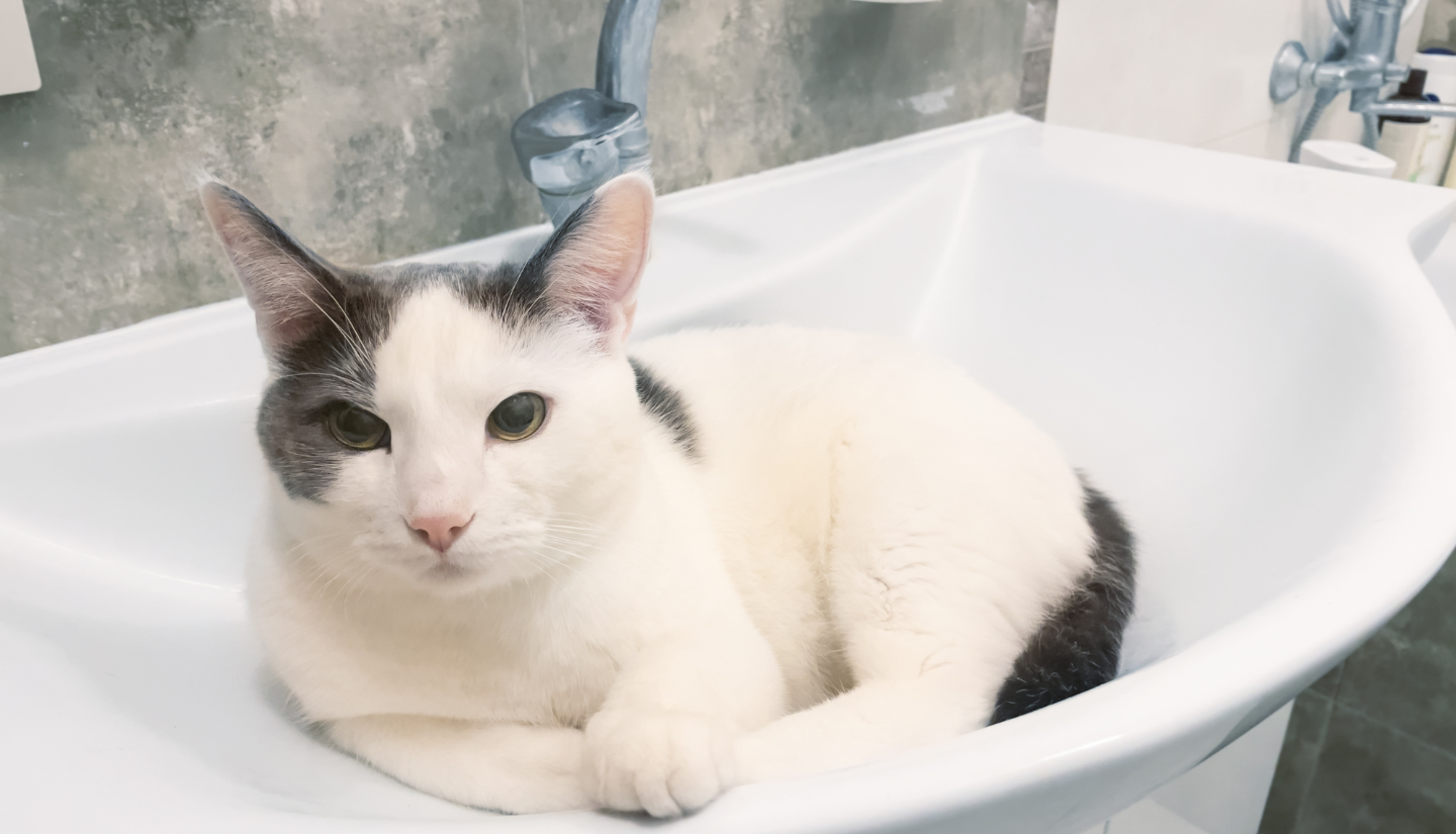 Why Does My Cat Follow Me to the Bathroom?