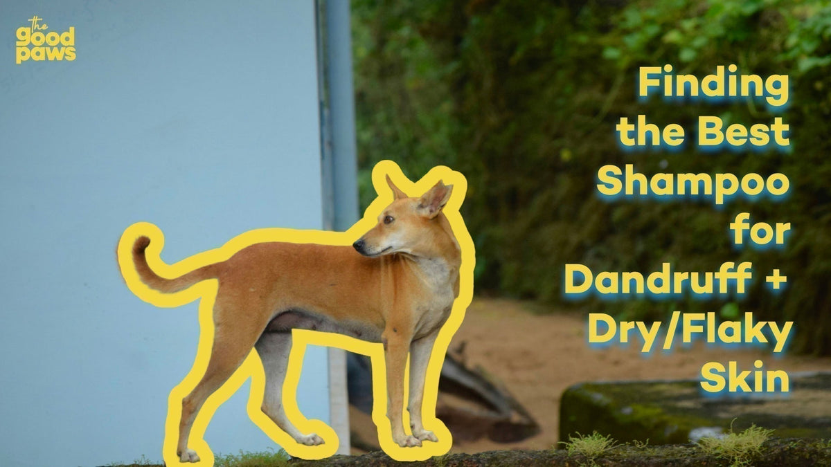 Finding the best dog shampoo for dandruff and flaky skin