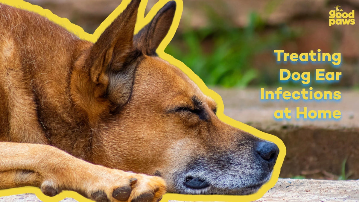 Dog resting beside the title dog ear infection treatment at home