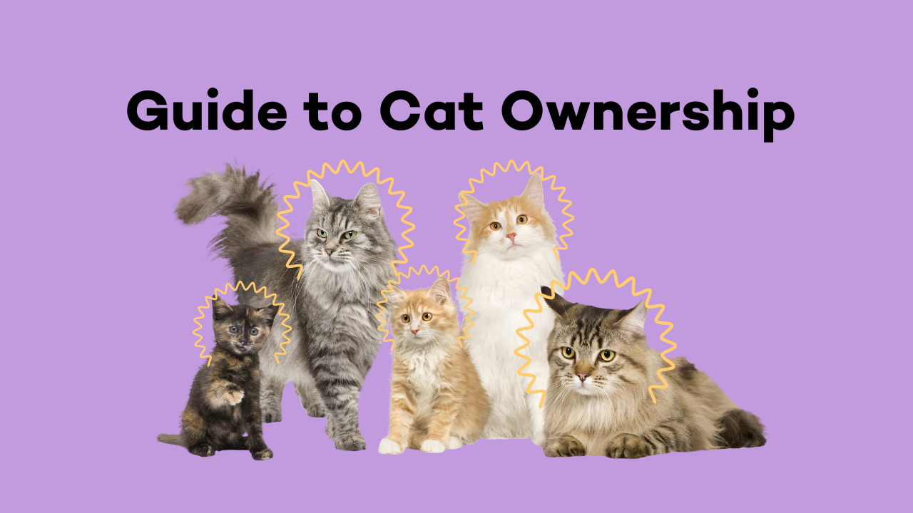 Cat Parenting Basics for First-Time Owners