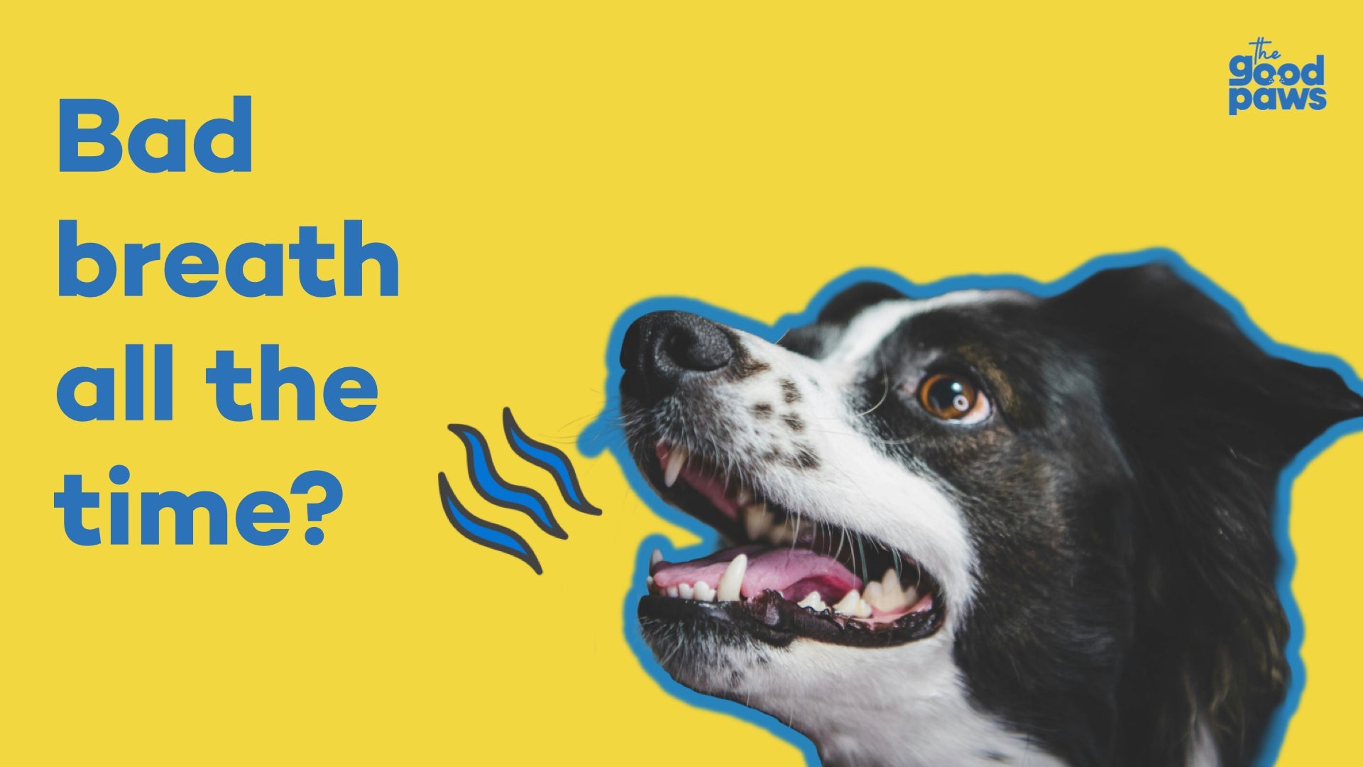The Good Paws branded graphic of a dog with open mouth and text asking if your dog has bad breath all the time