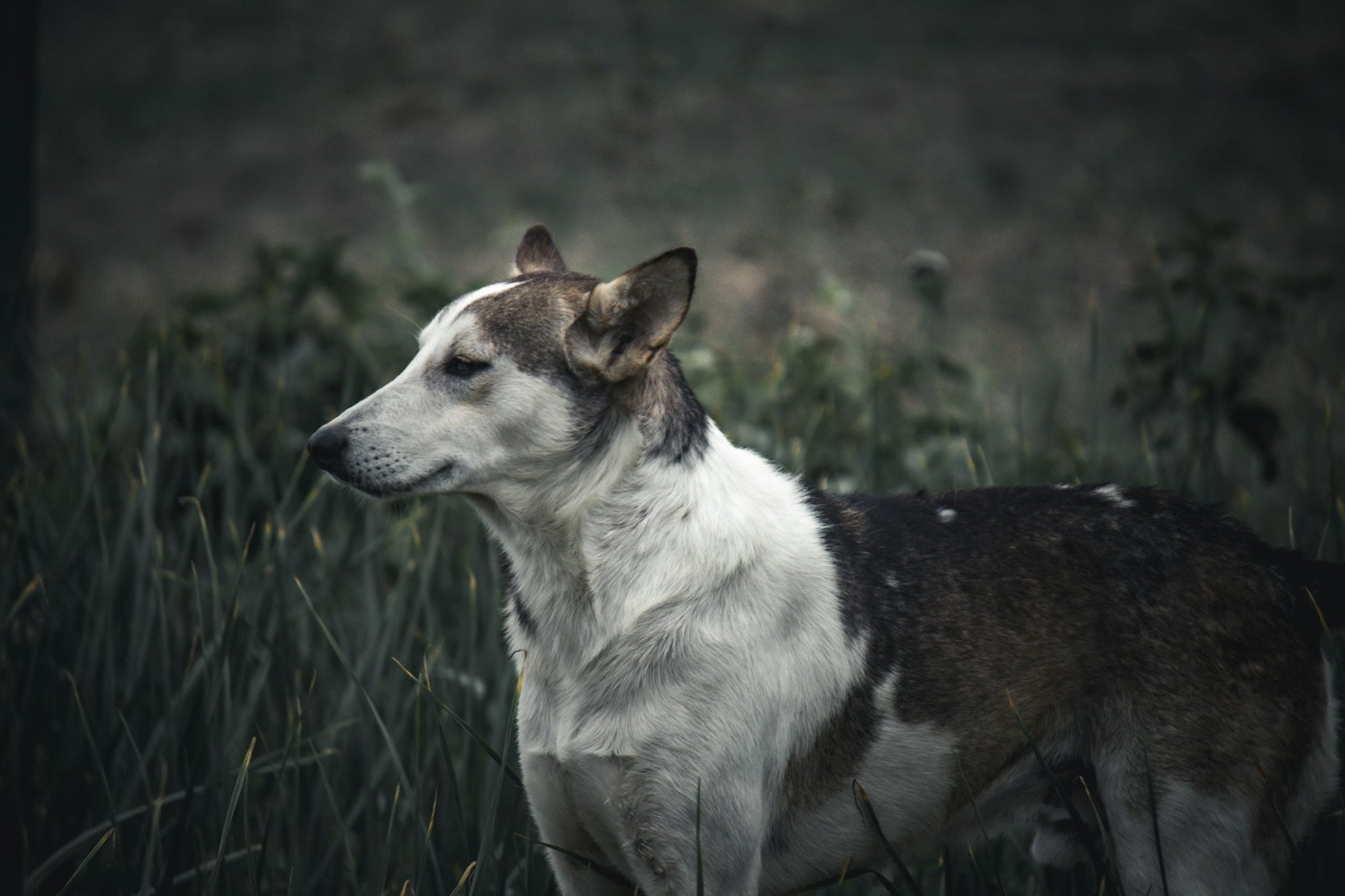 How to Check a Dog for Ticks: A Step-by-Step Guide