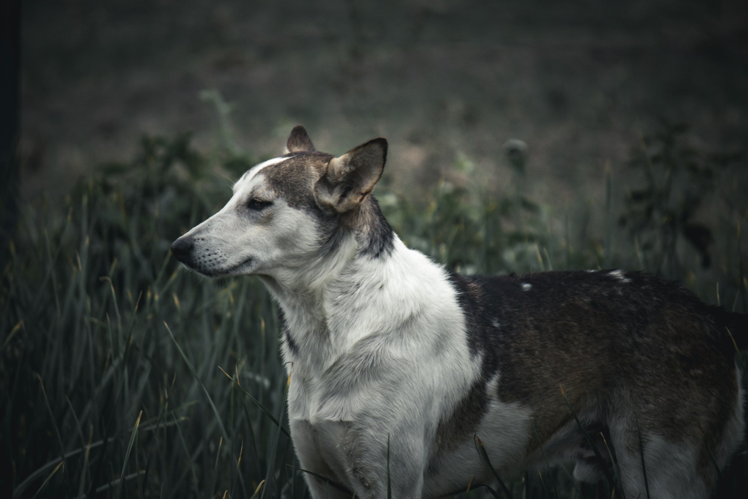 How to Check a Dog for Ticks: A Step-by-Step Guide
