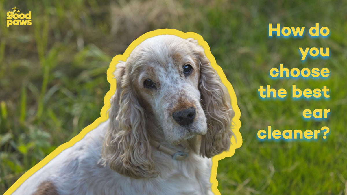 Cocker Spaniel illustrating how to choose a dog ear cleaner