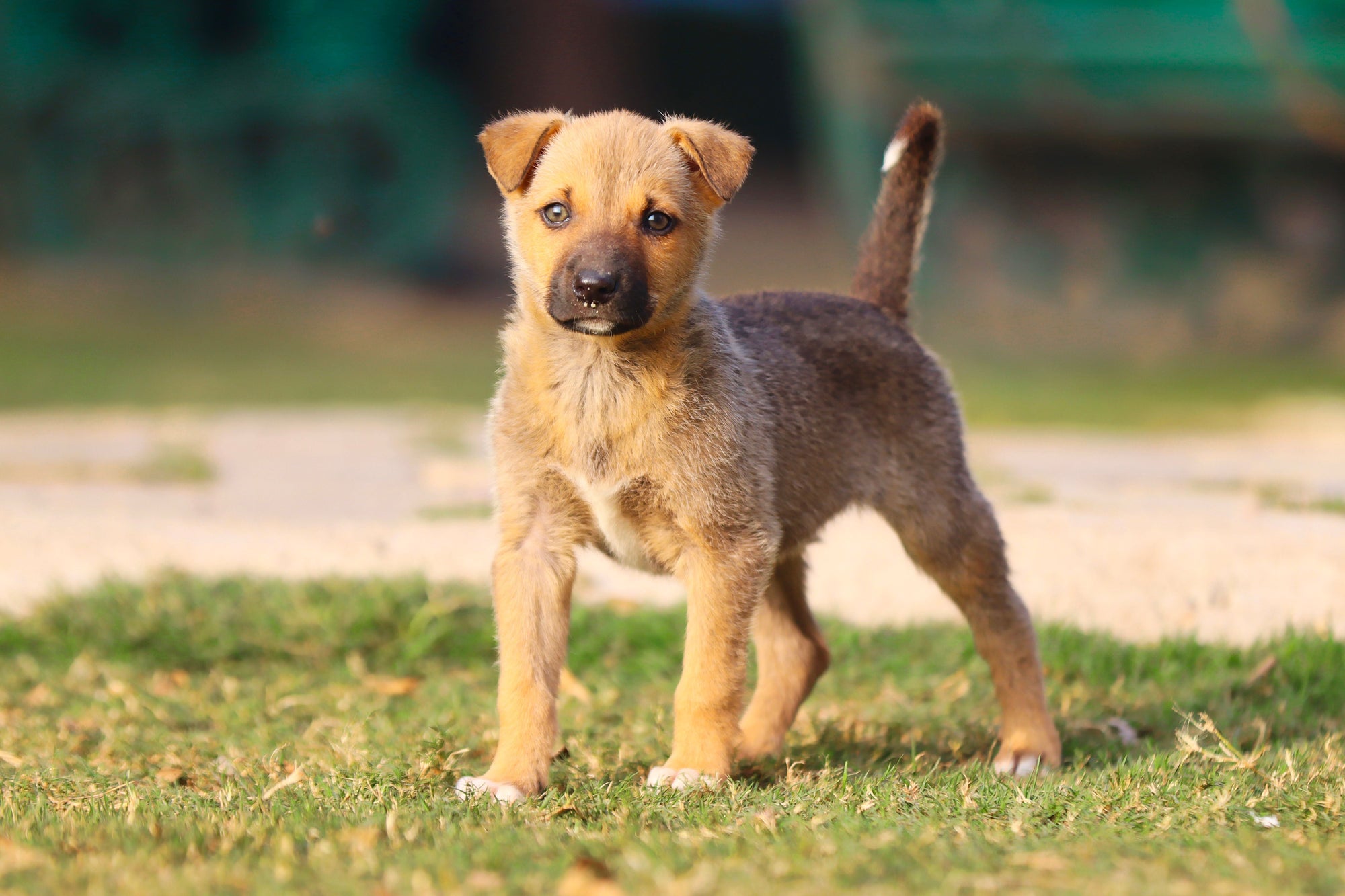 Indian dog outdoors where owners may need to remove ticks after walks
