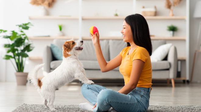 Basic Dog Commands Every Pup Should Know