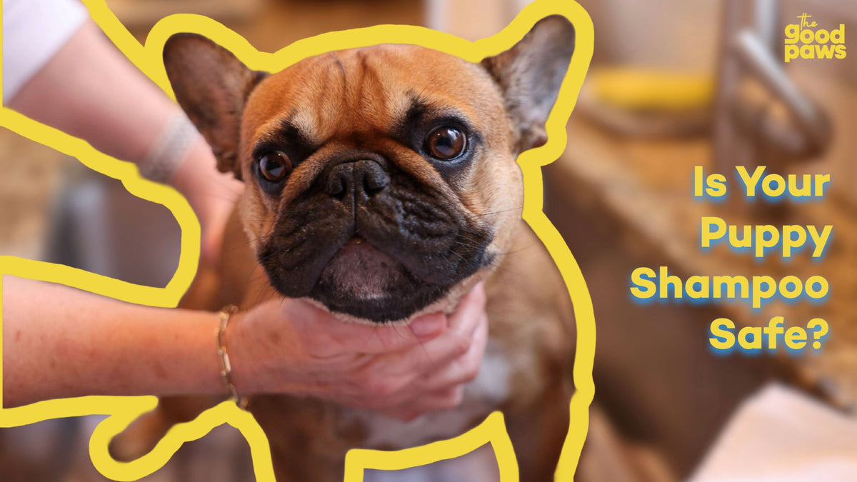 French bulldog puppy being bathed while checking shampoo safety