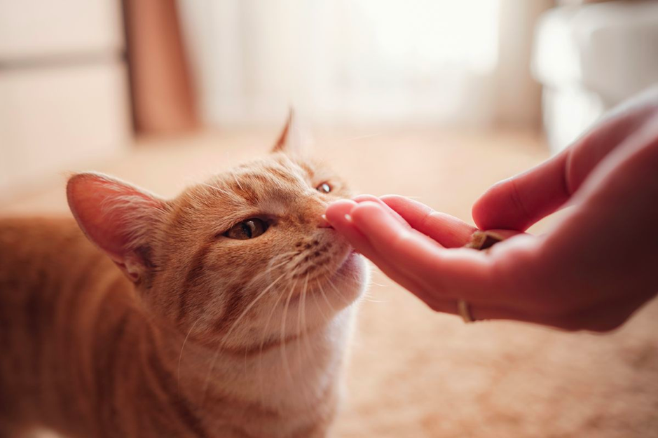 The Unspoken Truths of Cat Parenthood