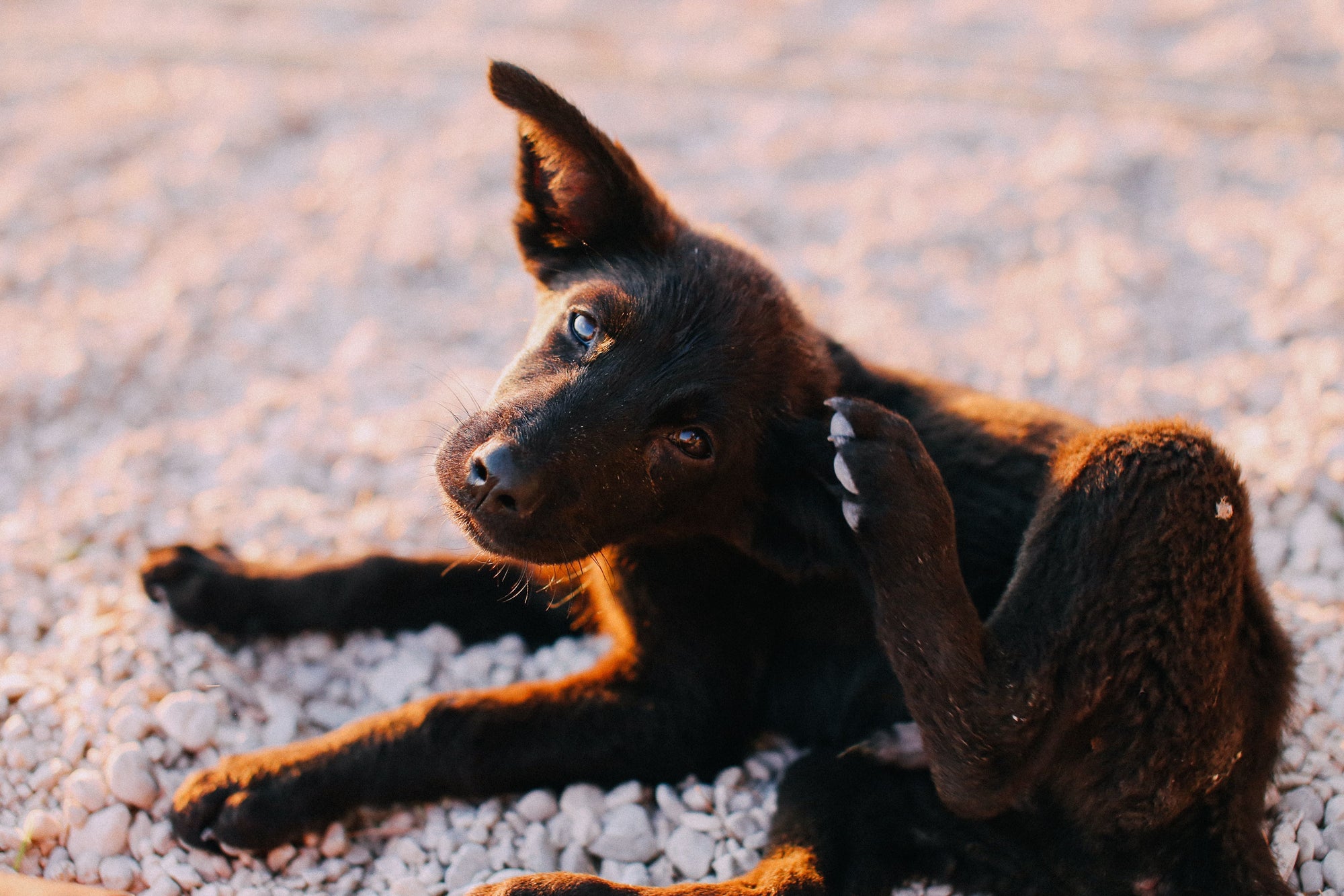 A puppy scratching its neck in the grass, an early sign of fleas on puppies.