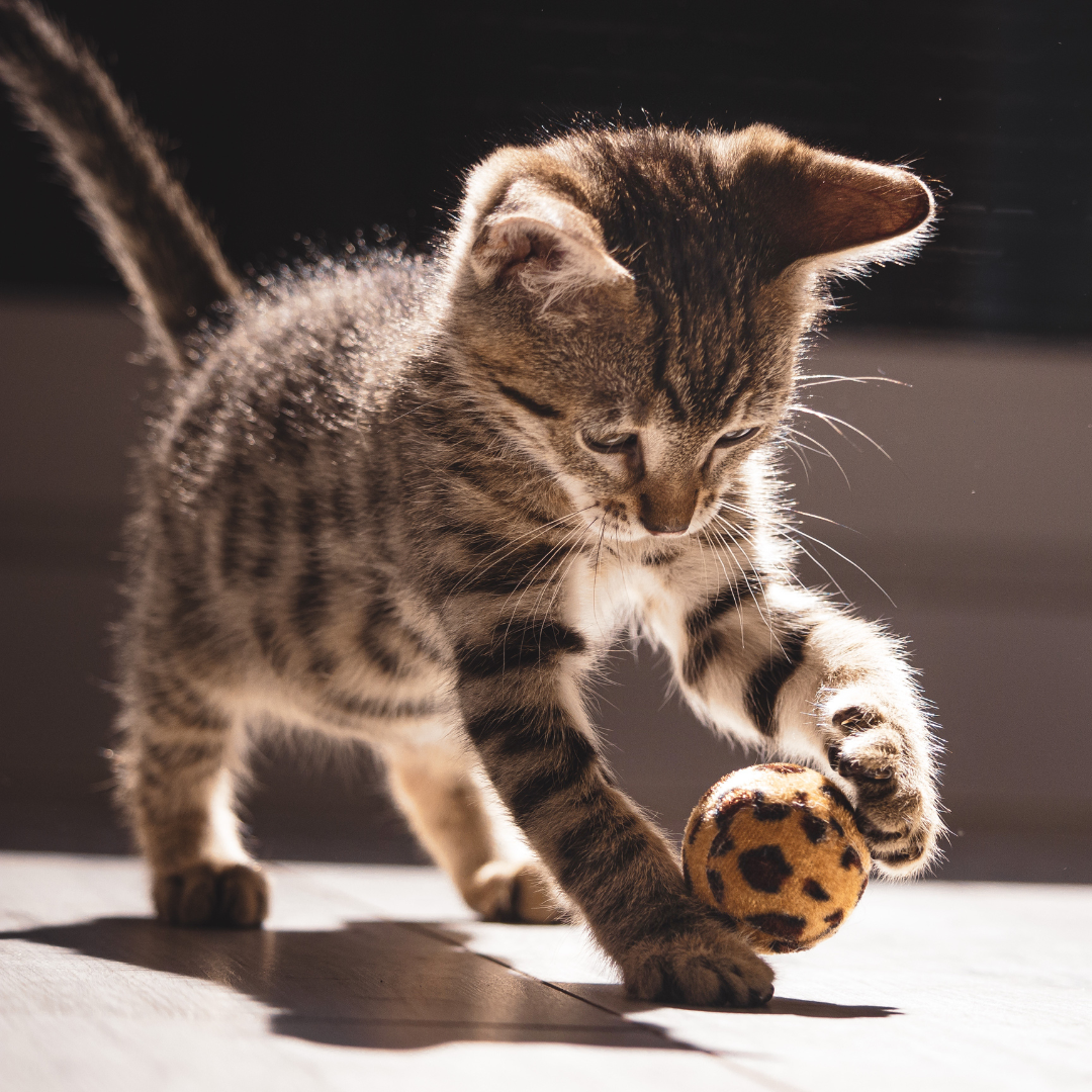The Art of Connecting With Your Cat
