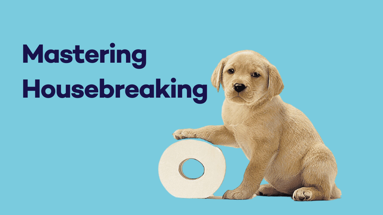 How to Potty Train Your Puppy, Step by Step