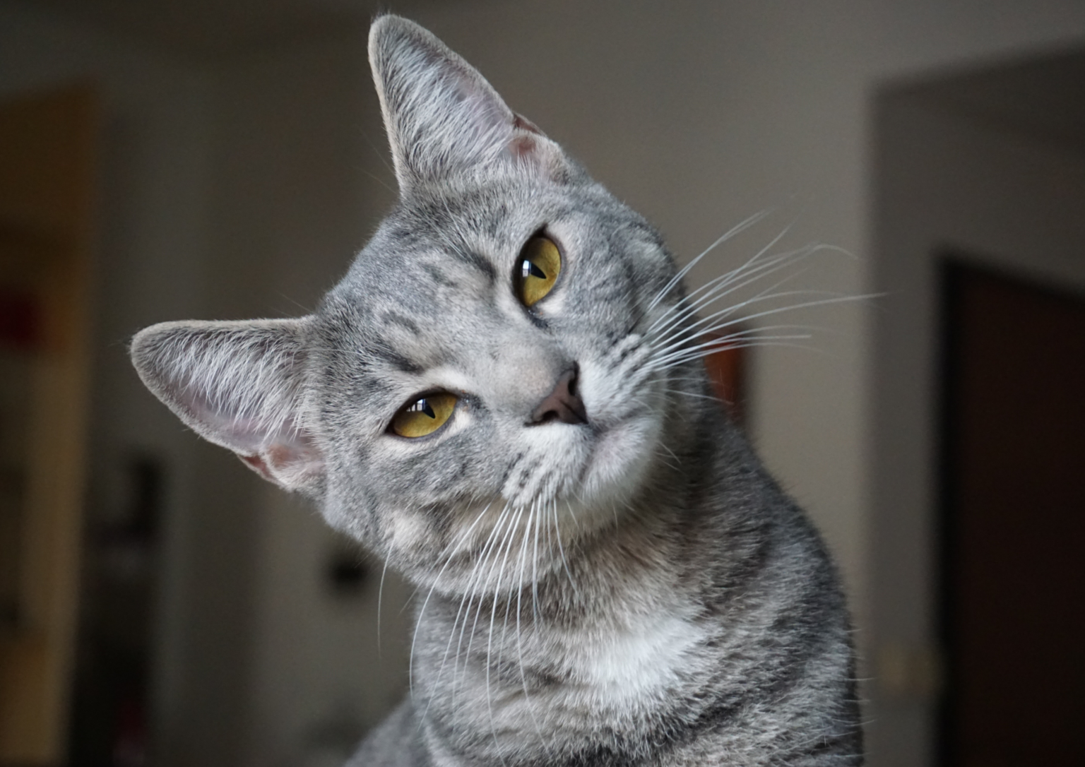 The Secret Language of Cats