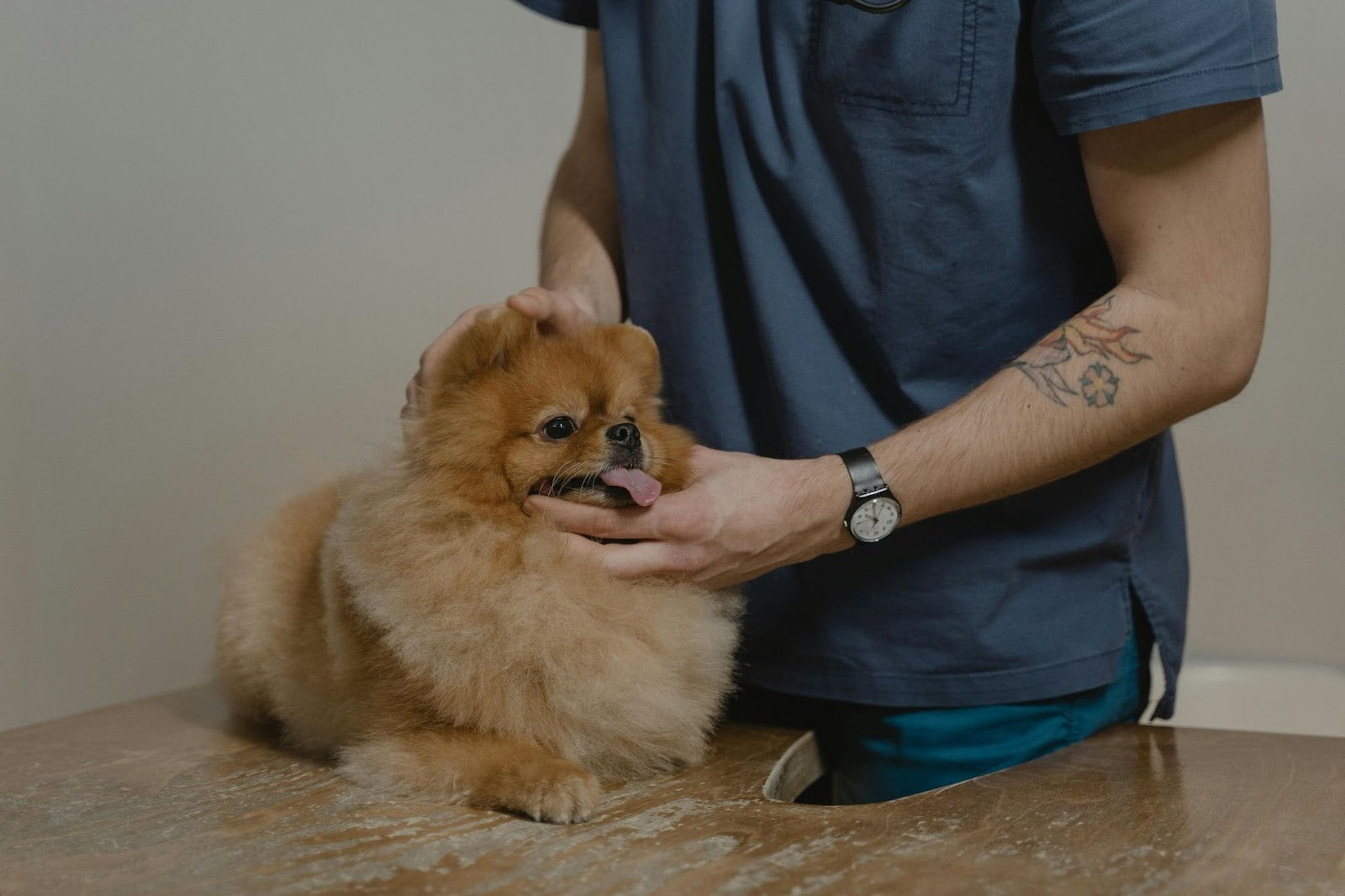 How to Do a Home Health Check for Your Dog (Step-by-Step)
