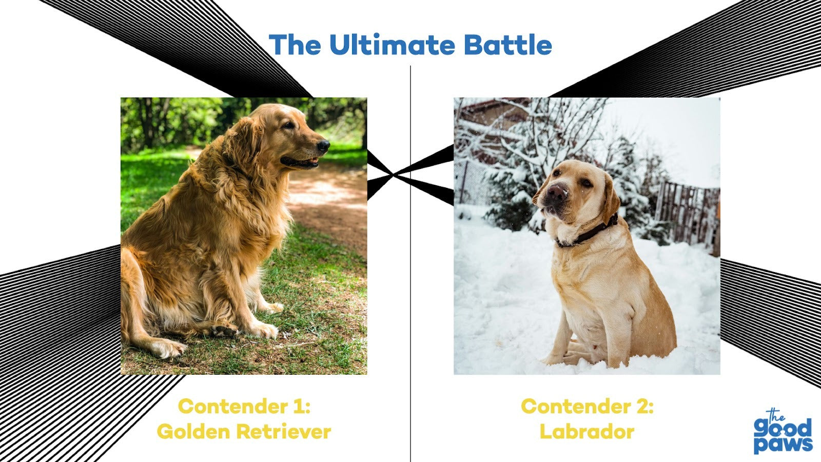 Golden Retriever vs. Labrador: Which Is Right for You?