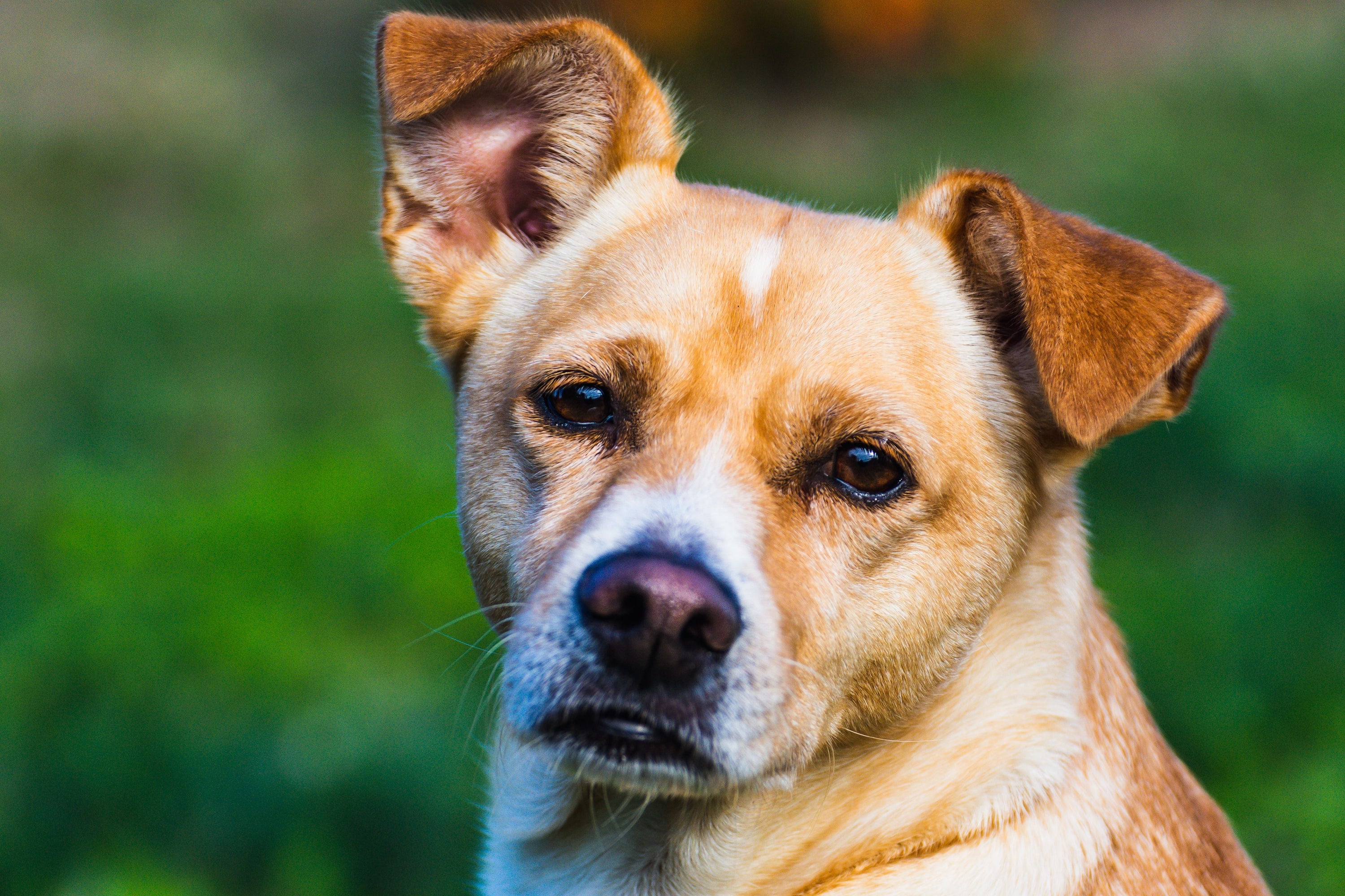 Close-up of a healthy dog with erect ears outdoors, showing clean visible ear canal suitable for routine dog ear cleaning