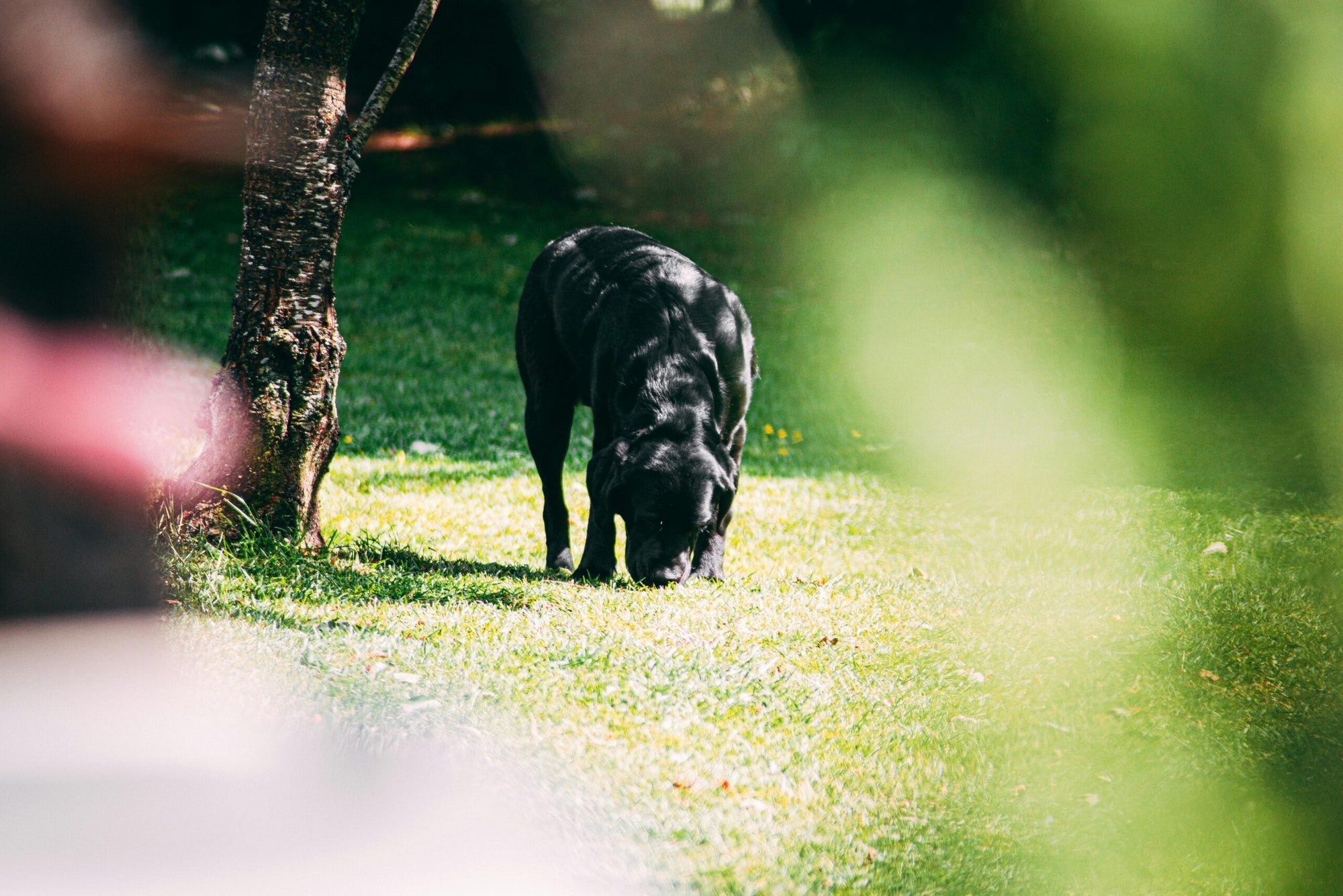 Why You Should Let Your Dog Sniff on Walks