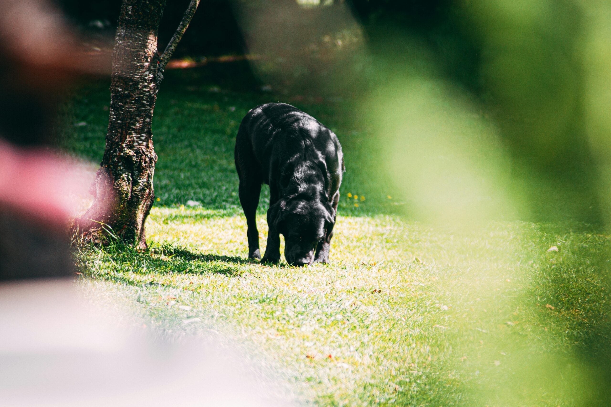 Why You Should Let Your Dog Sniff on Walks