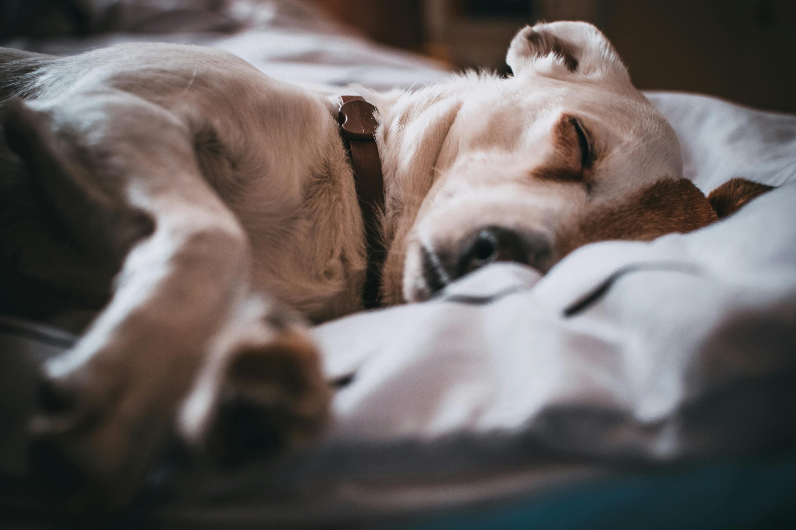 What Your Dog’s Sleeping Position Says About Them