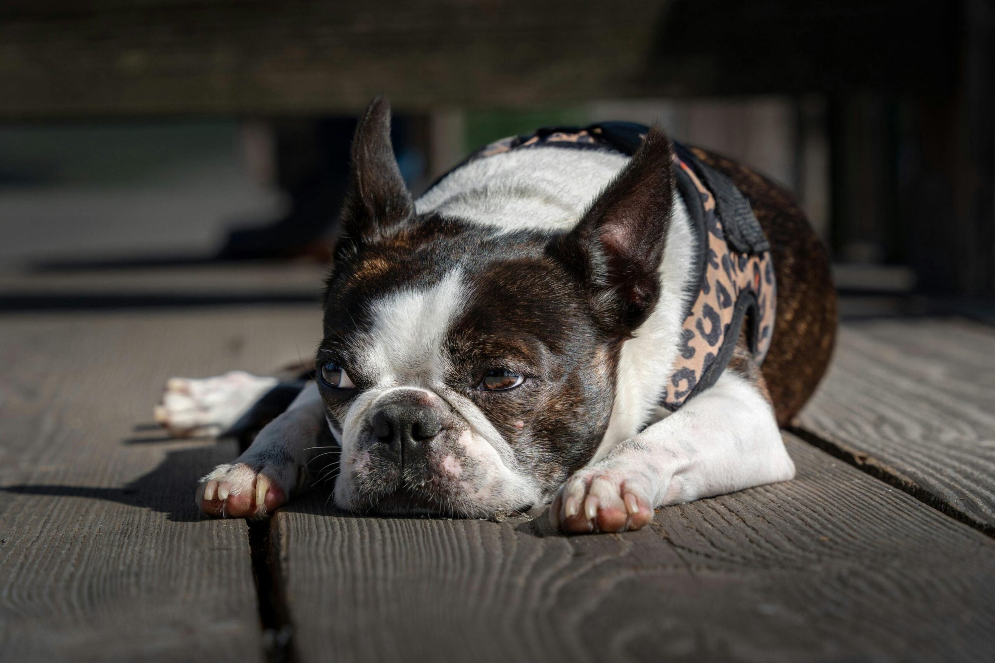 How to Manage Your Dog’s Weight for a Longer Life?