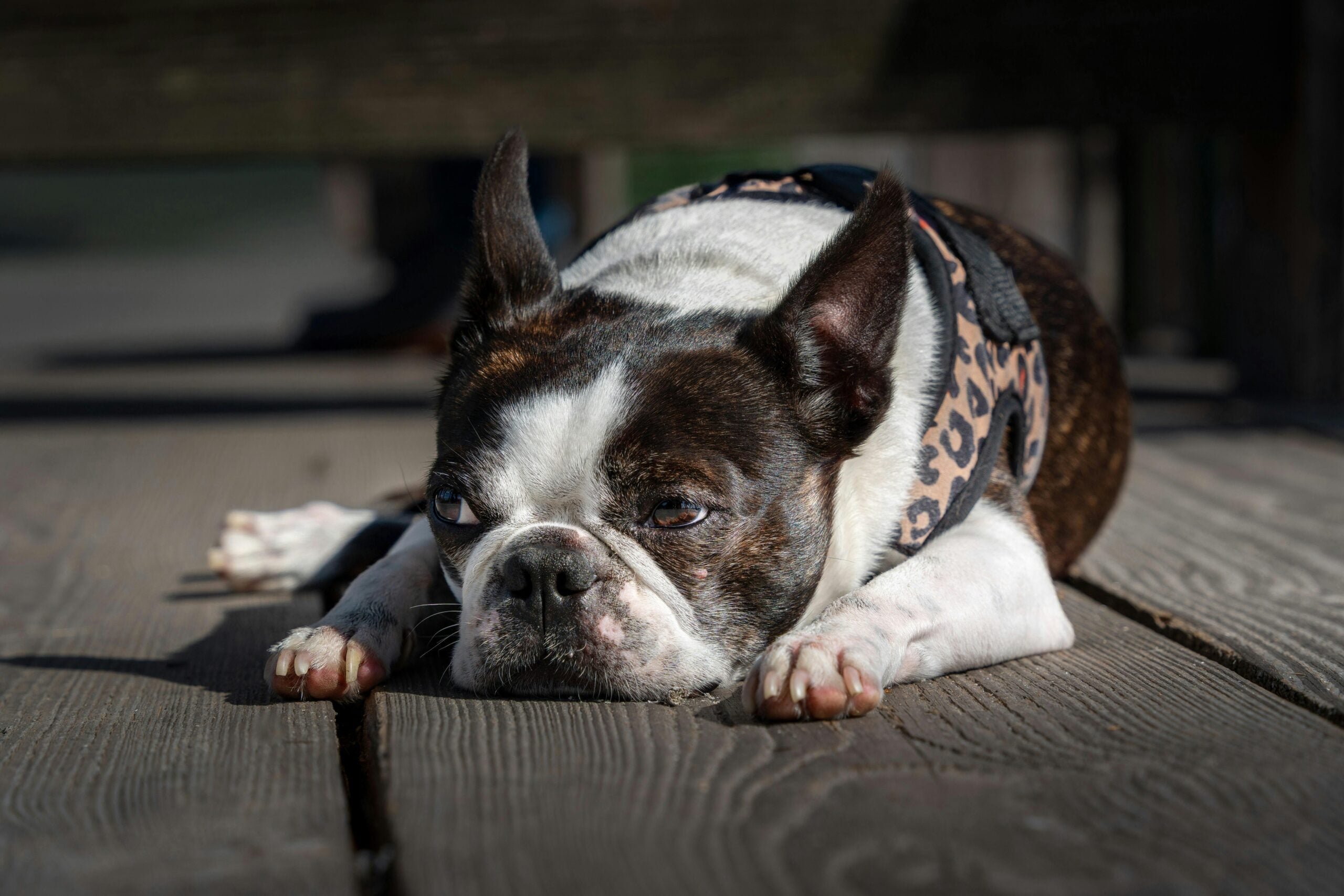 How to Manage Your Dog’s Weight for a Longer Life?