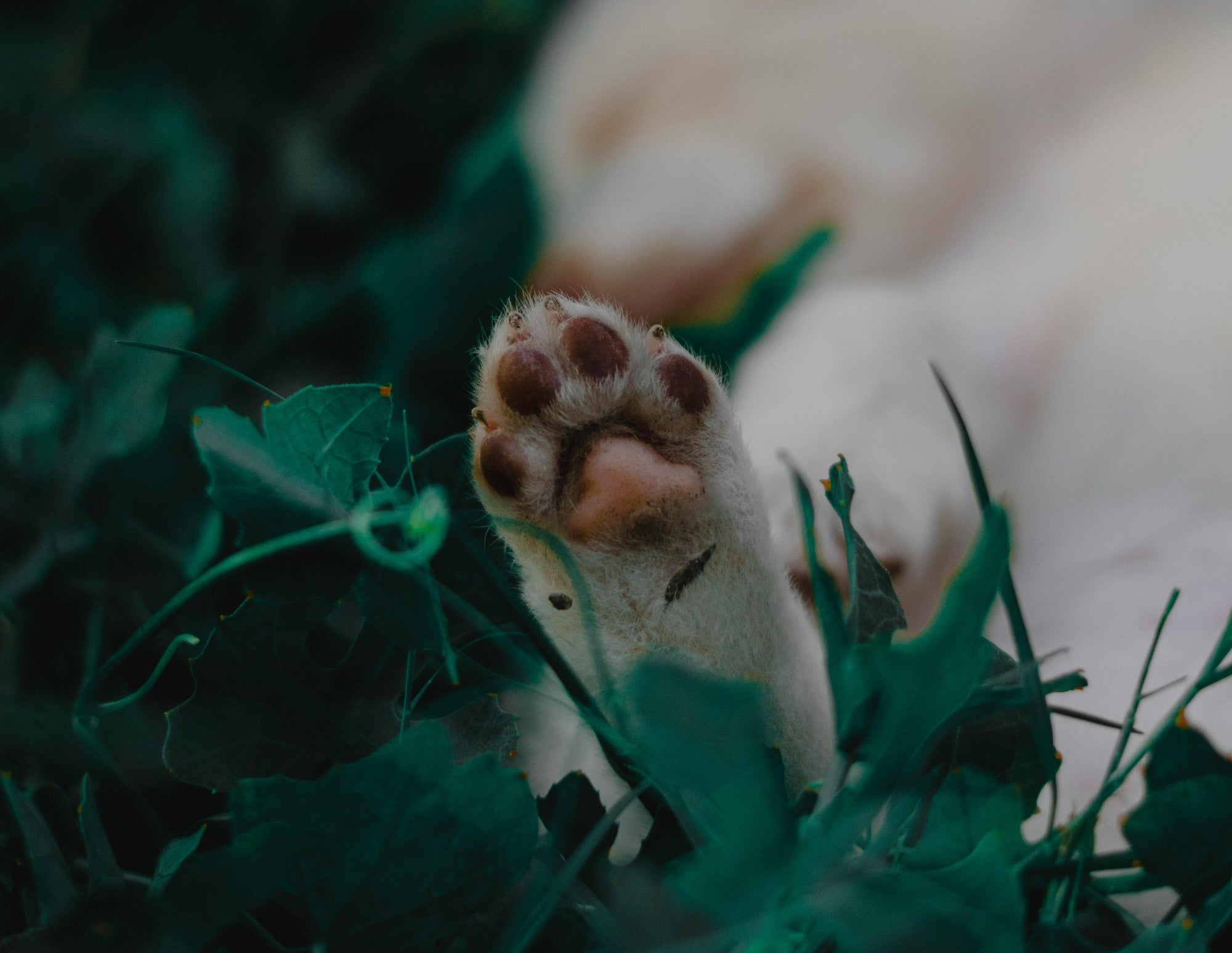 a dog's paw outdoors that needs to be cleaned