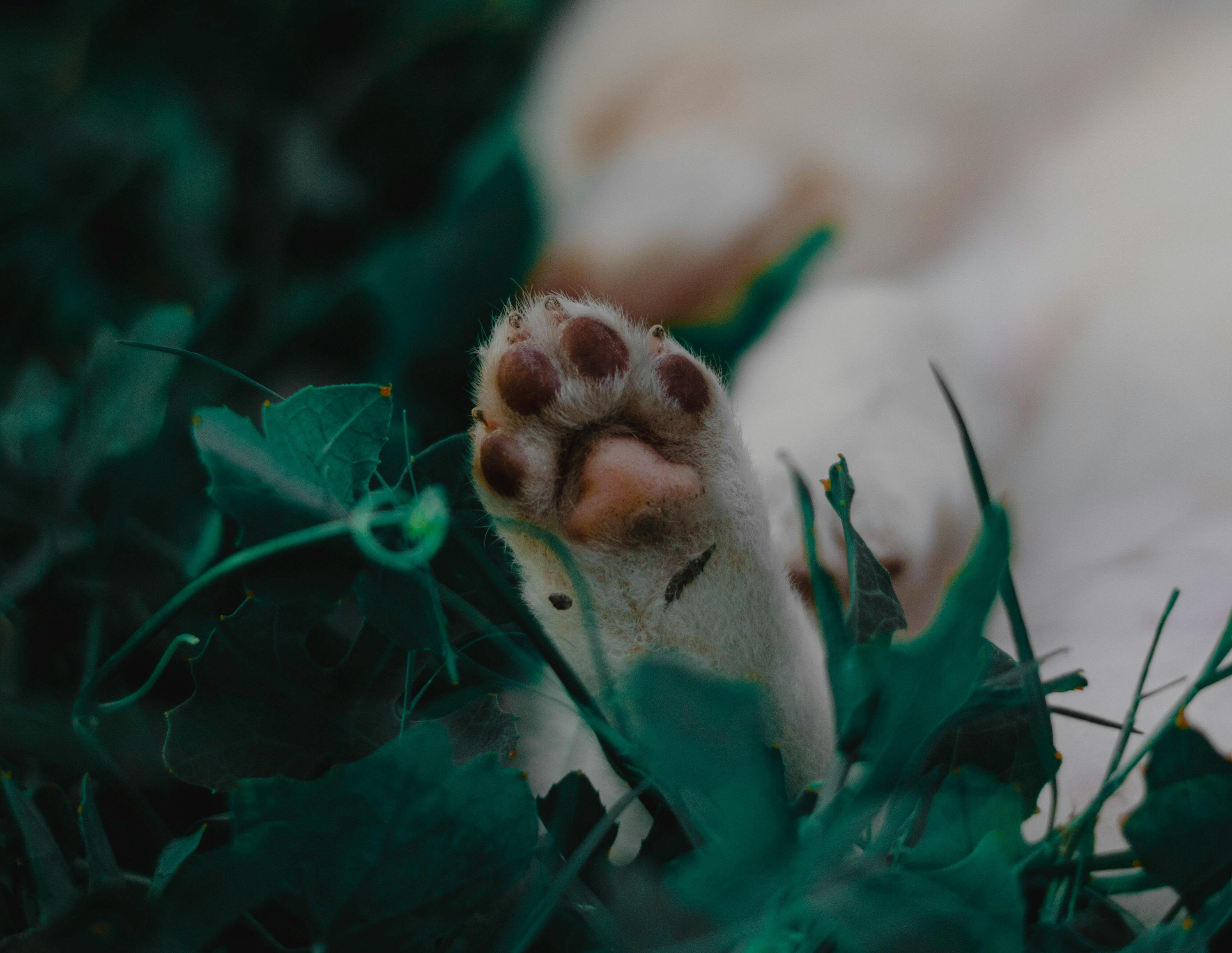 a dog's paw outdoors that needs to be cleaned