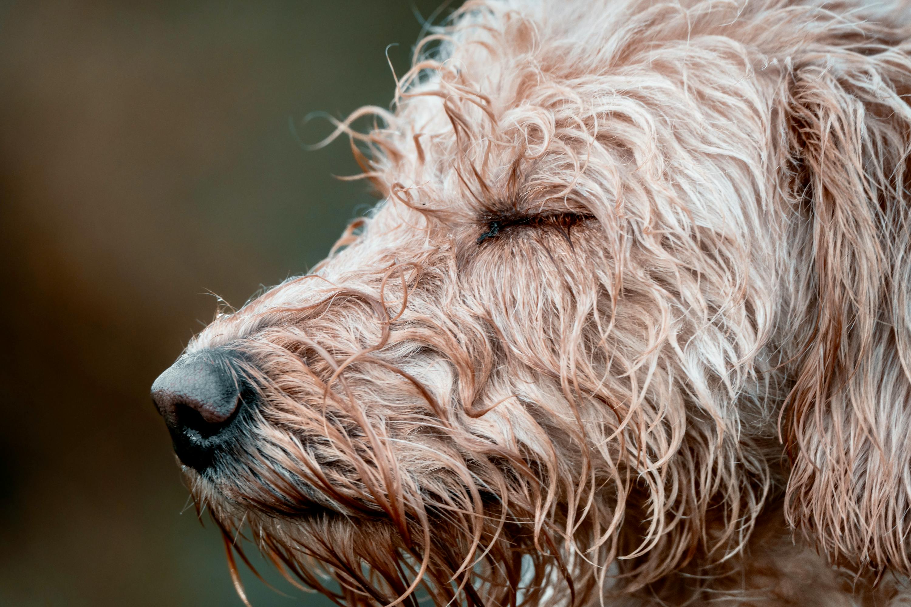 Close-up of a wet curly-coated dog after a bath — finding the best dog shampoo in India starts with knowing your dog's coat and skin type