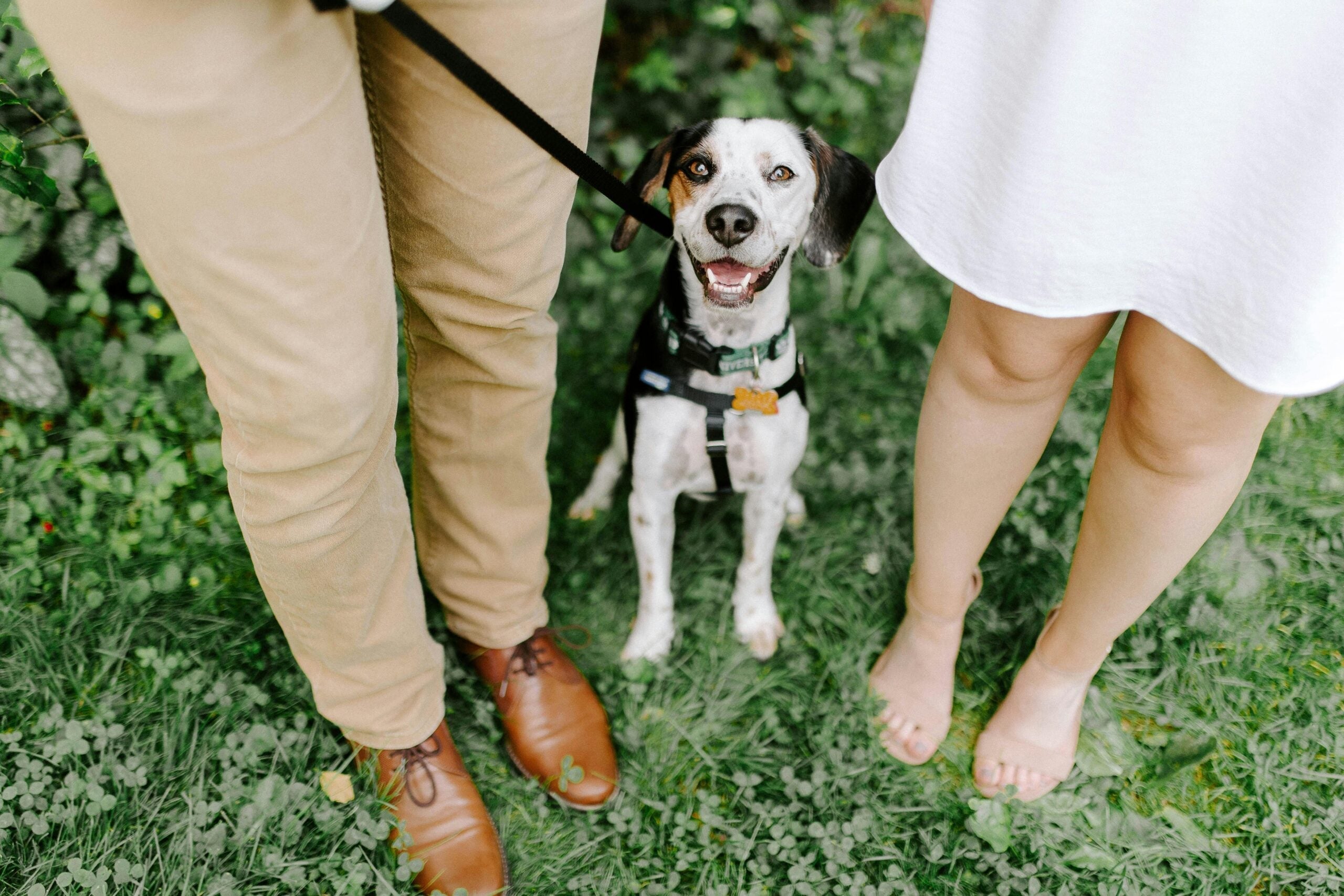 3 Signs Your Dog Trusts You