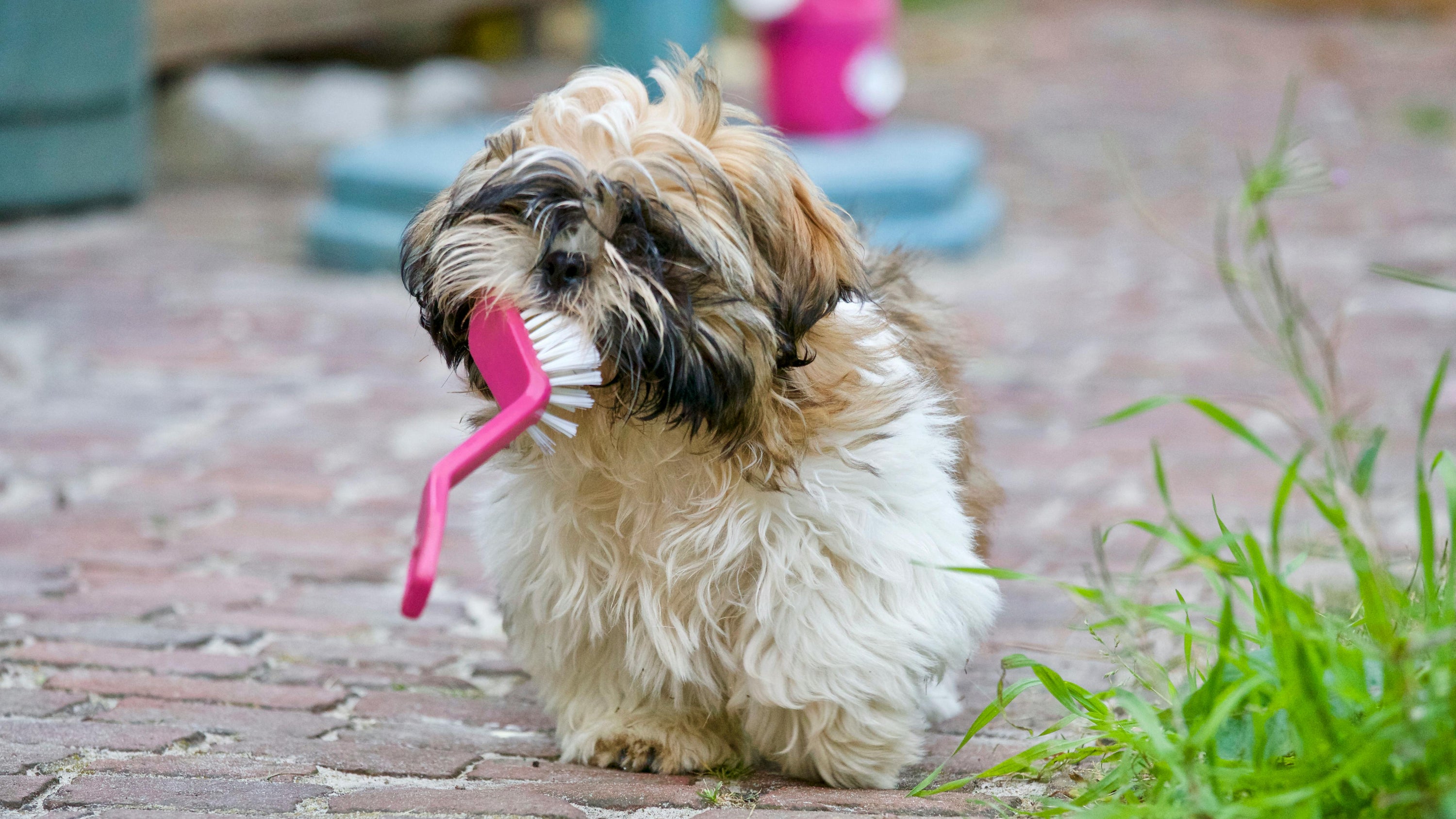 A dog with a cute toothbrush