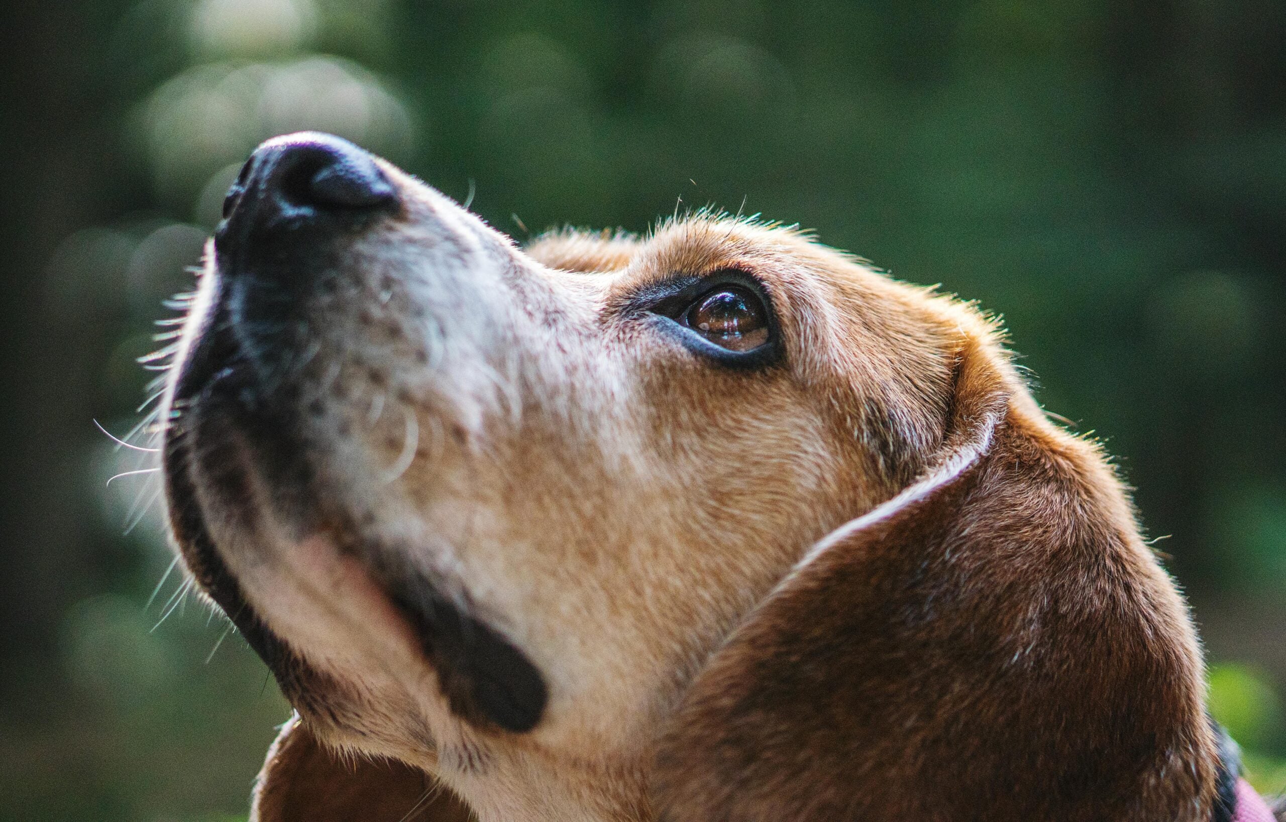 Your Dog’s Ears and Eyes Are Talking. Here’s How to Understand Them.