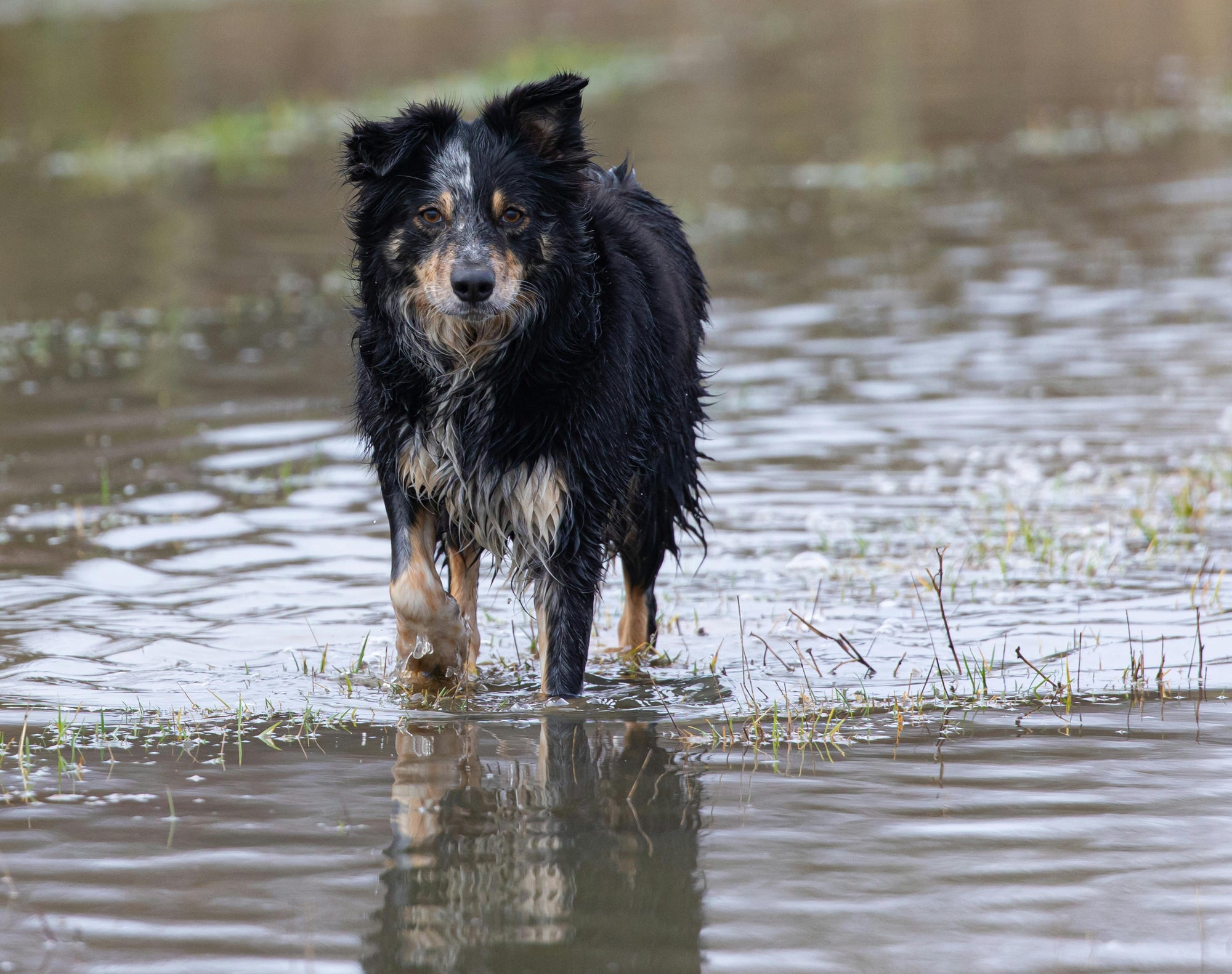 a dog splashing in water outdoors