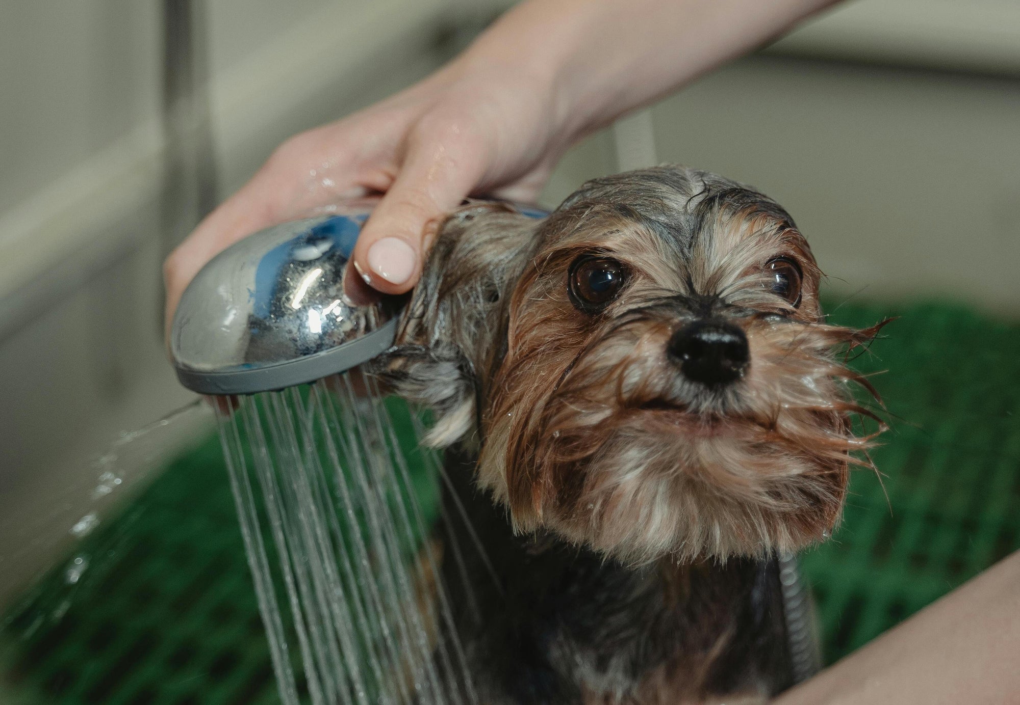 a dog being bathed