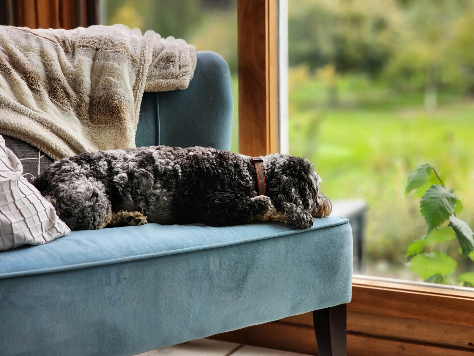 Best Flea and Tick Prevention for Dogs (That Actually Works)