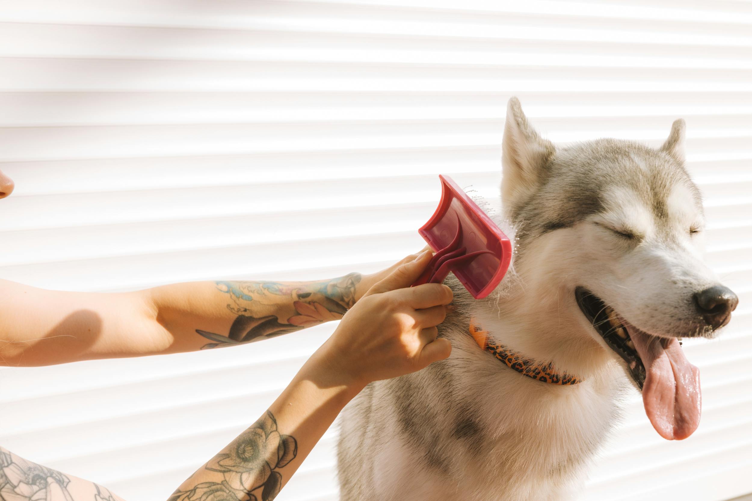 dog grooming