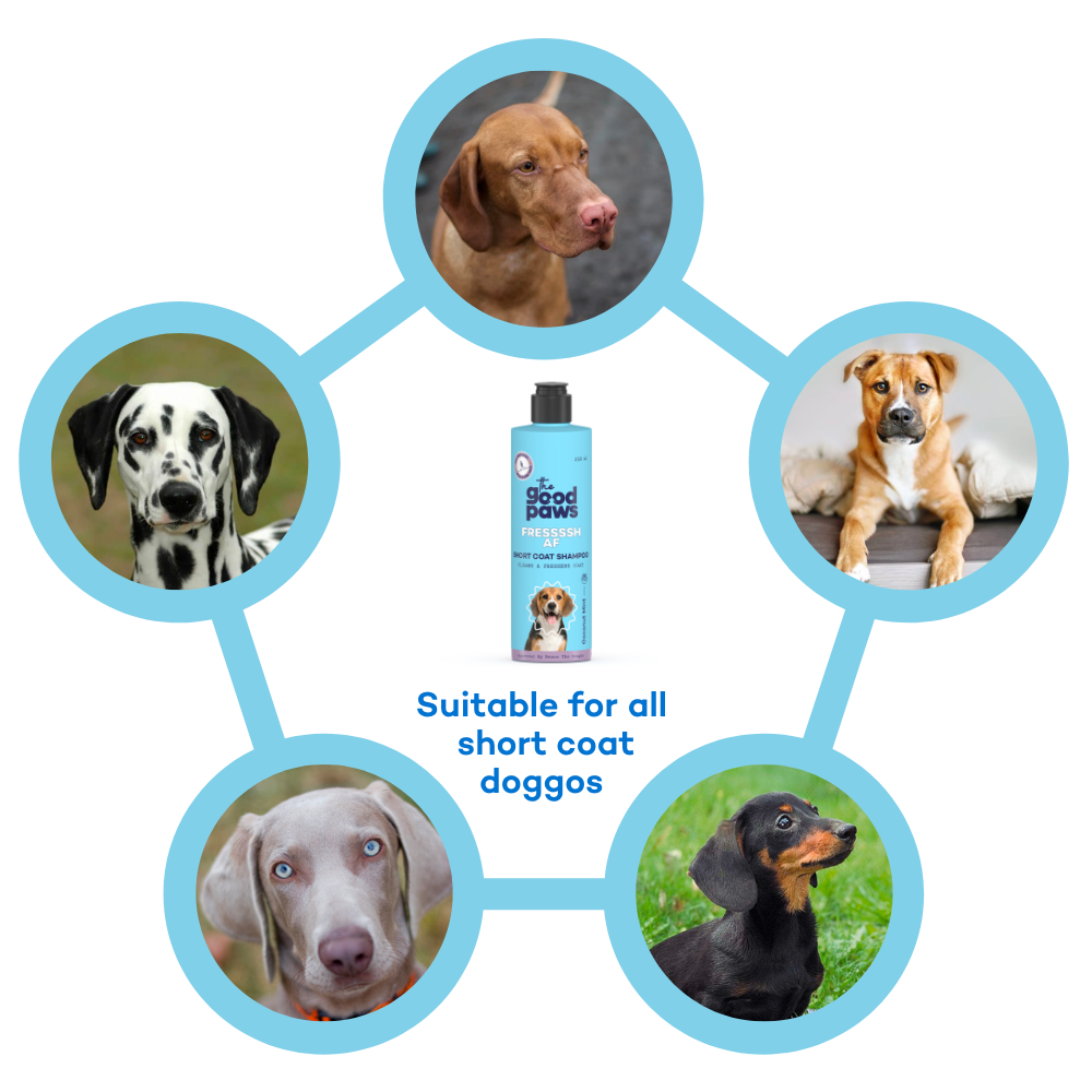 Fressssh Af Short Coat Dog Shampoo for Beagle, Coat Cleanser